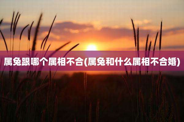 属兔跟哪个属相不合(属兔和什么属相不合婚)