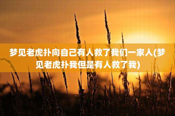 梦见老虎扑向自己有人救了我们一家人(梦见老虎扑我但是有人救了我)