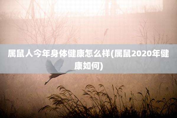 属鼠人今年身体健康怎么样(属鼠2020年健康如何)