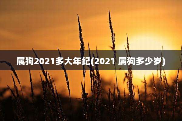 属狗2021多大年纪(2021 属狗多少岁)