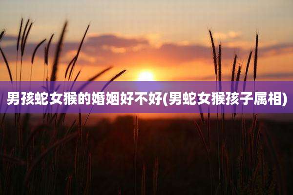 男孩蛇女猴的婚姻好不好(男蛇女猴孩子属相)