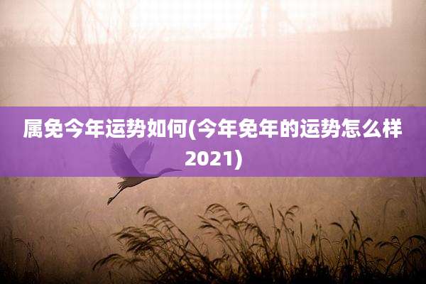 属免今年运势如何(今年免年的运势怎么样2021)