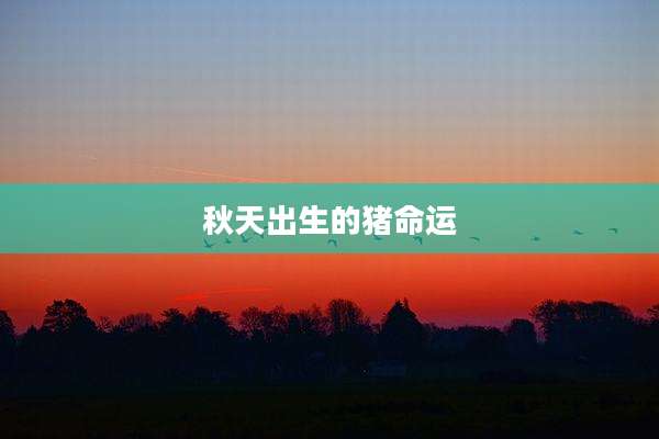 秋天出生的猪命运