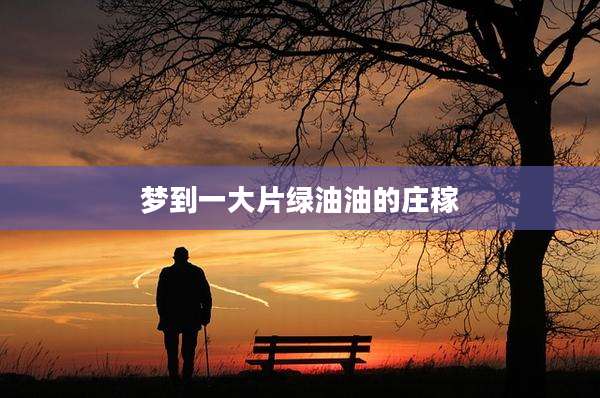 梦到一大片绿油油的庄稼