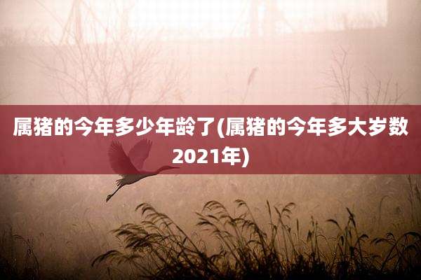 属猪的今年多少年龄了(属猪的今年多大岁数2021年)