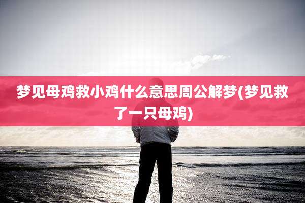 梦见母鸡救小鸡什么意思周公解梦(梦见救了一只母鸡)