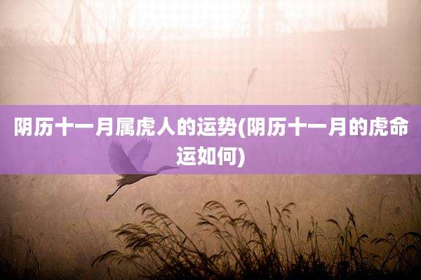 阴历十一月属虎人的运势(阴历十一月的虎命运如何)