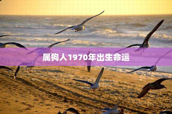 属狗人1970年出生命运