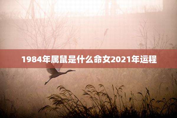 1984年属鼠是什么命女2021年运程