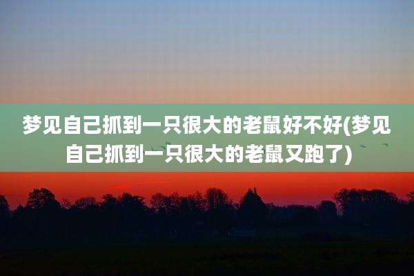 梦见自己抓到一只很大的老鼠好不好(梦见自己抓到一只很大的老鼠又跑了)