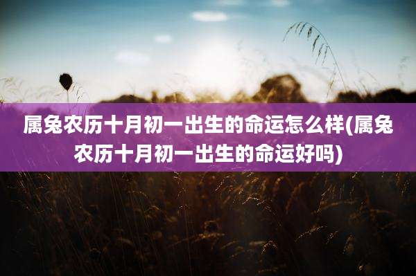 属兔农历十月初一出生的命运怎么样(属兔农历十月初一出生的命运好吗)