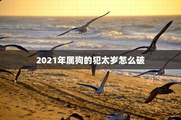 2021年属狗的犯太岁怎么破