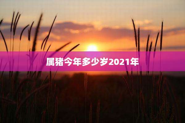 属猪今年多少岁2021年