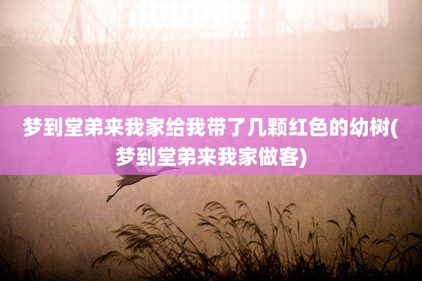 梦到堂弟来我家给我带了几颗红色的幼树(梦到堂弟来我家做客)