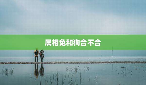 属相兔和狗合不合