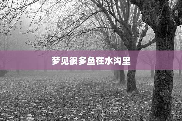 梦见很多鱼在水沟里