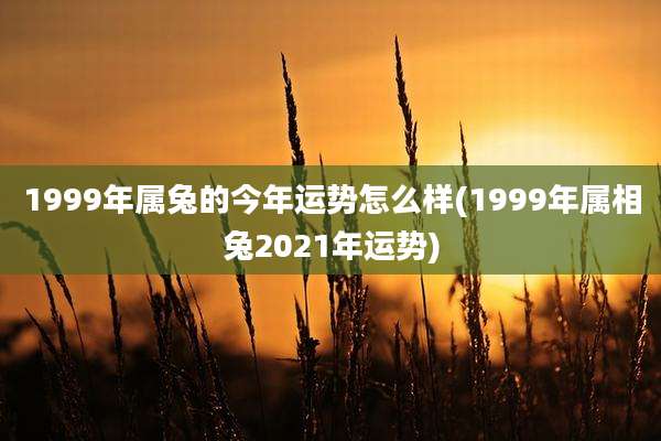 1999年属兔的今年运势怎么样(1999年属相兔2021年运势)