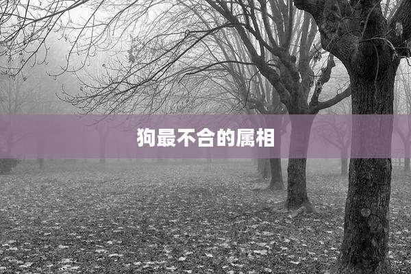 狗最不合的属相