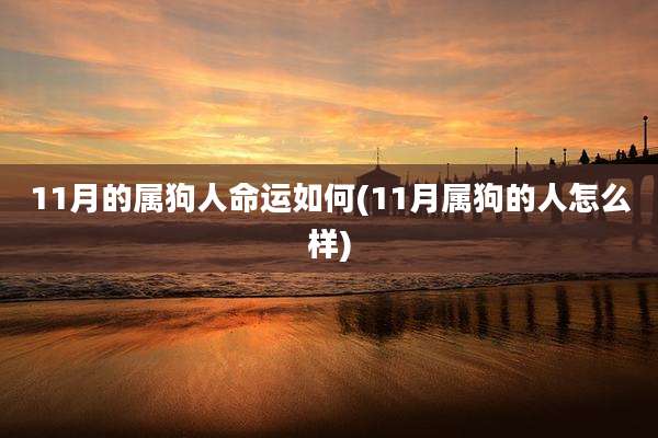 11月的属狗人命运如何(11月属狗的人怎么样)