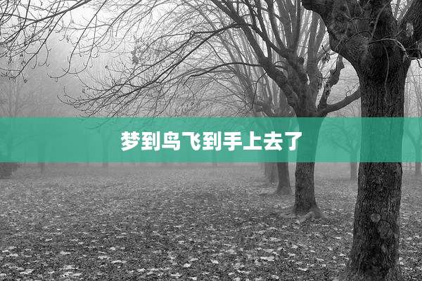 梦到鸟飞到手上去了