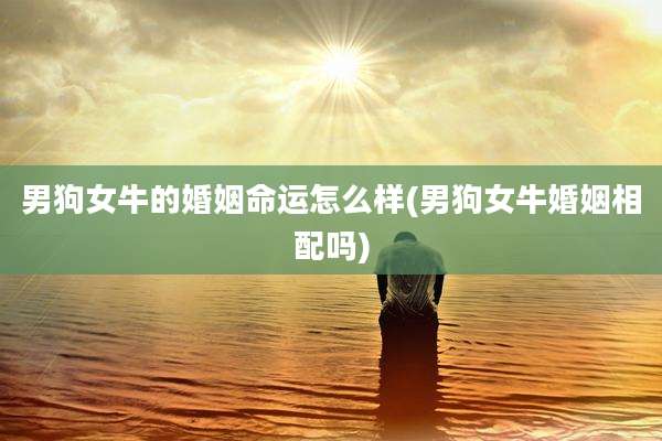 男狗女牛的婚姻命运怎么样(男狗女牛婚姻相配吗)