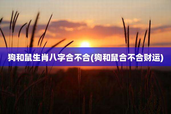 狗和鼠生肖八字合不合(狗和鼠合不合财运)