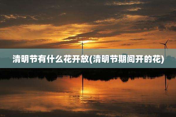 清明节有什么花开放(清明节期间开的花)