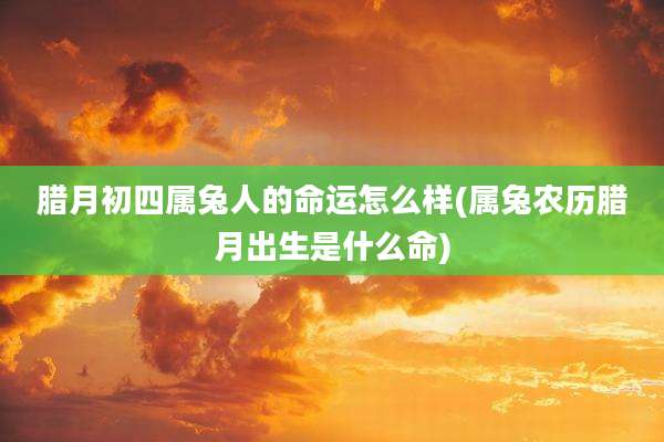腊月初四属兔人的命运怎么样(属兔农历腊月出生是什么命)