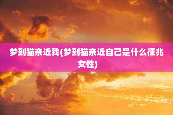 梦到猫亲近我(梦到猫亲近自己是什么征兆 女性)