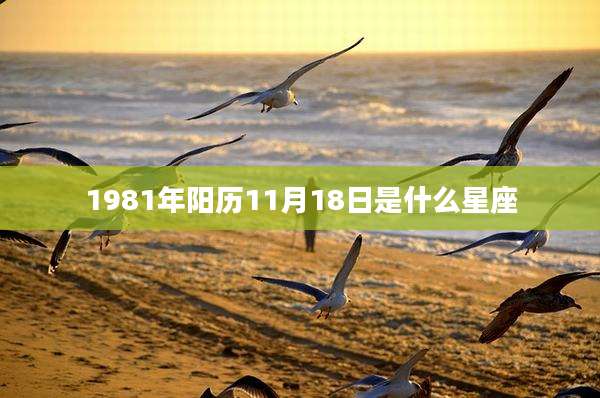 1981年阳历11月18日是什么星座