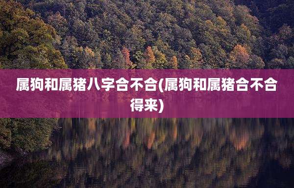 属狗和属猪八字合不合(属狗和属猪合不合得来)
