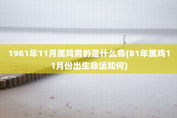 1981年11月属鸡男的是什么命(81年属鸡11月份出生命运如何)