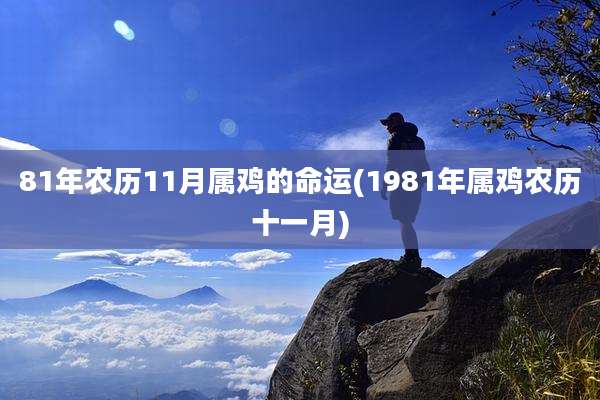 81年农历11月属鸡的命运(1981年属鸡农历十一月)