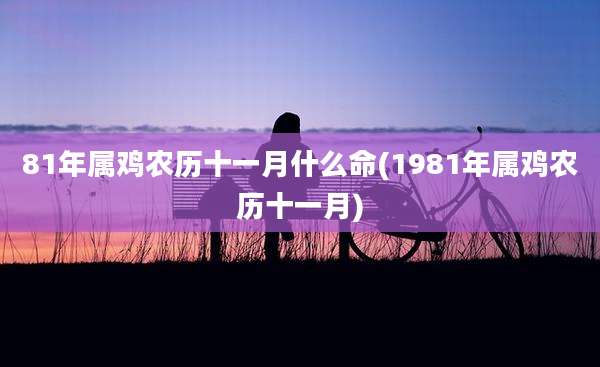 81年属鸡农历十一月什么命(1981年属鸡农历十一月)