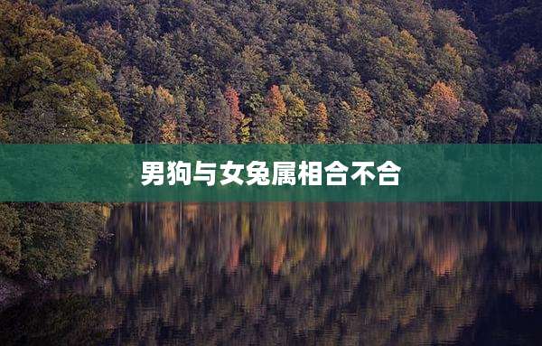 男狗与女兔属相合不合