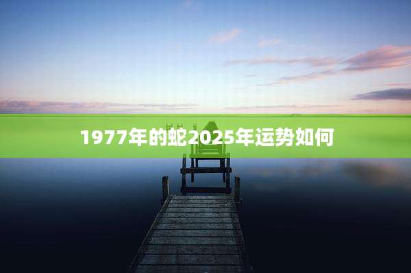 1977年的蛇2025年运势如何