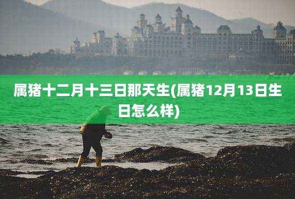 属猪十二月十三日那天生(属猪12月13日生日怎么样)