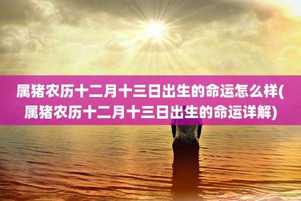 属猪农历十二月十三日出生的命运怎么样(属猪农历十二月十三日出生的命运详解)