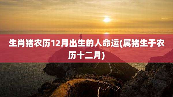 生肖猪农历12月出生的人命运(属猪生于农历十二月)