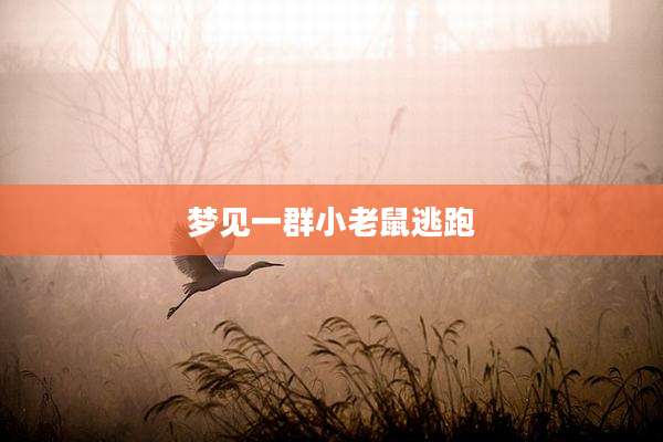 梦见一群小老鼠逃跑