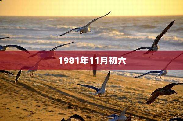 1981年11月初六