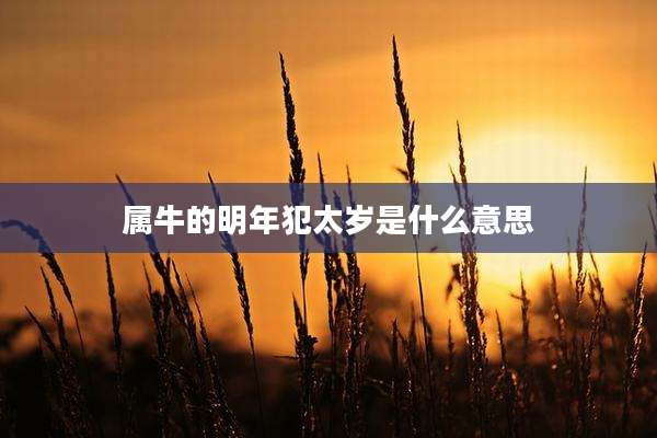属牛的明年犯太岁是什么意思