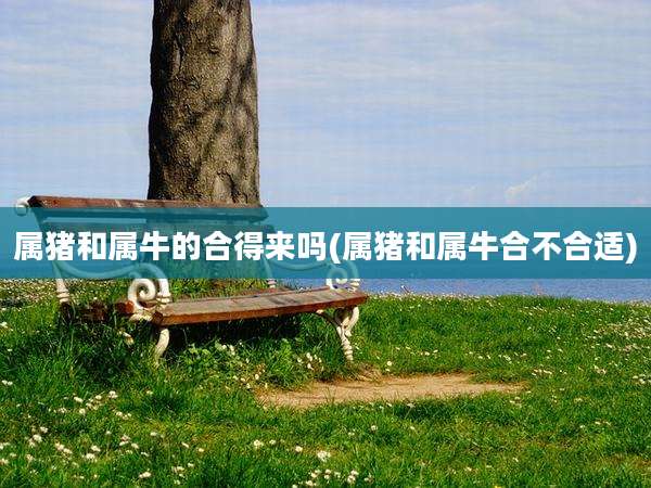 属猪和属牛的合得来吗(属猪和属牛合不合适)