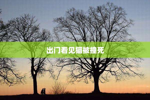 出门看见猫被撞死
