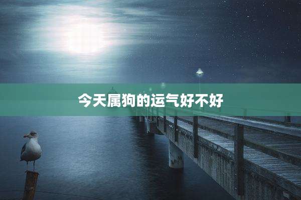 今天属狗的运气好不好