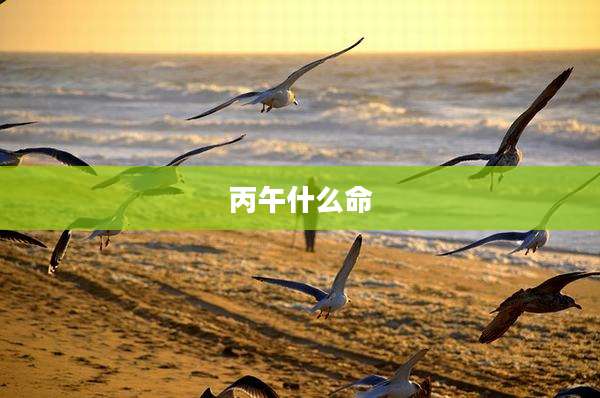 丙午什么命