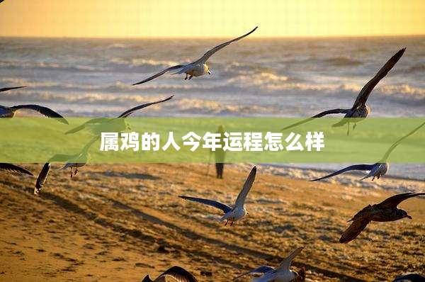 属鸡的人今年运程怎么样