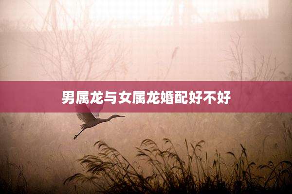 男属龙与女属龙婚配好不好