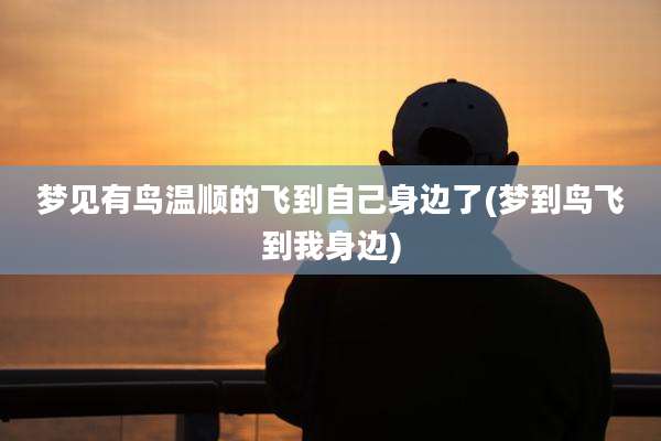 梦见有鸟温顺的飞到自己身边了(梦到鸟飞到我身边)