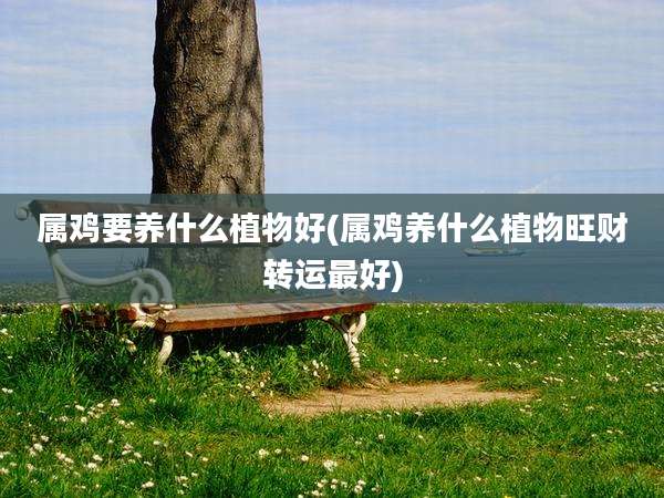 属鸡要养什么植物好(属鸡养什么植物旺财转运最好)